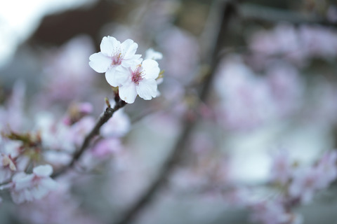 resize0142