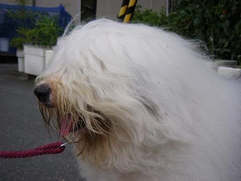 004ビッキィー君