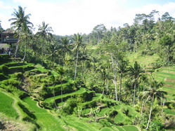 2008BALI 149