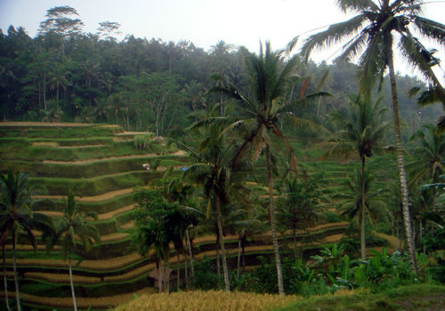 バリ旅行記（2011年） 夫婦二人でインドネシア・バリ島へ