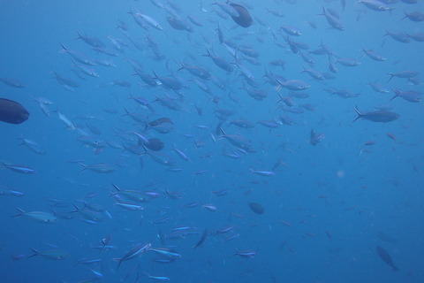 ダイビング魚の群れ