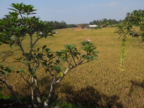 DSCN5290