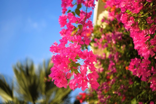 DSC_5129 (1)
