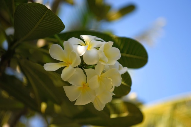 DSC_5027 (1)