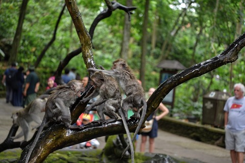 DSC_8172 (1)