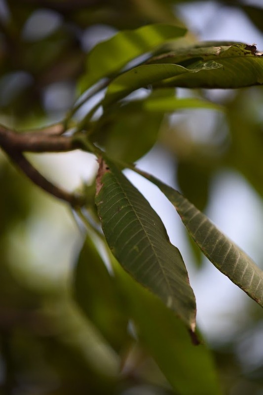 DSC_4071(1
