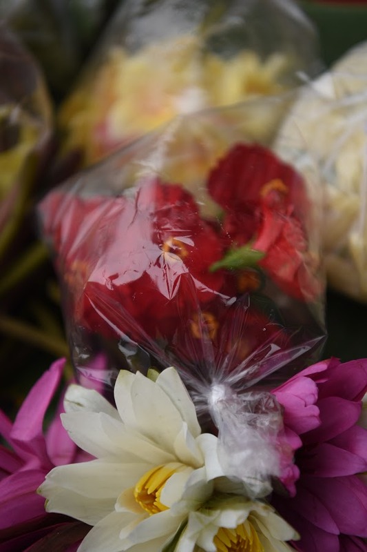 DSC_3496 (1)
