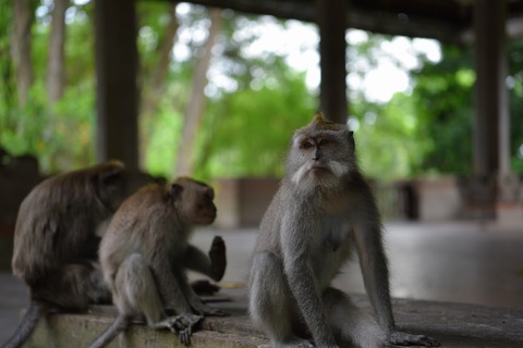 DSC_8100 (1)