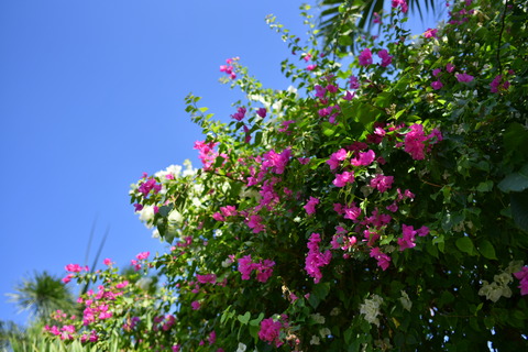 DSC_8349