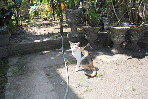 neko