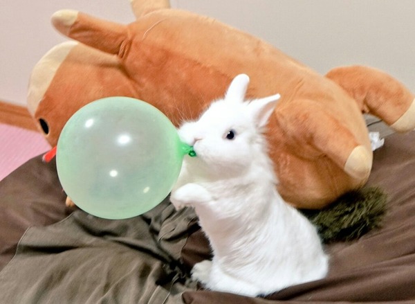 人間と楽しく遊ぶうさぎ : 風船モコちゃんねる