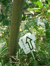 カカオの実