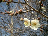一重の白梅