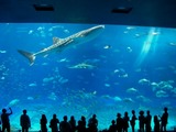美ら海水族館