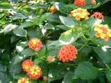 桜並木の入り口のお花