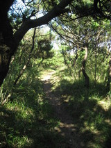 t5