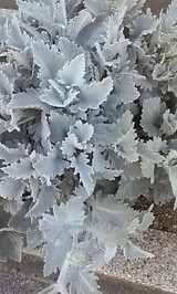 花 白黒1