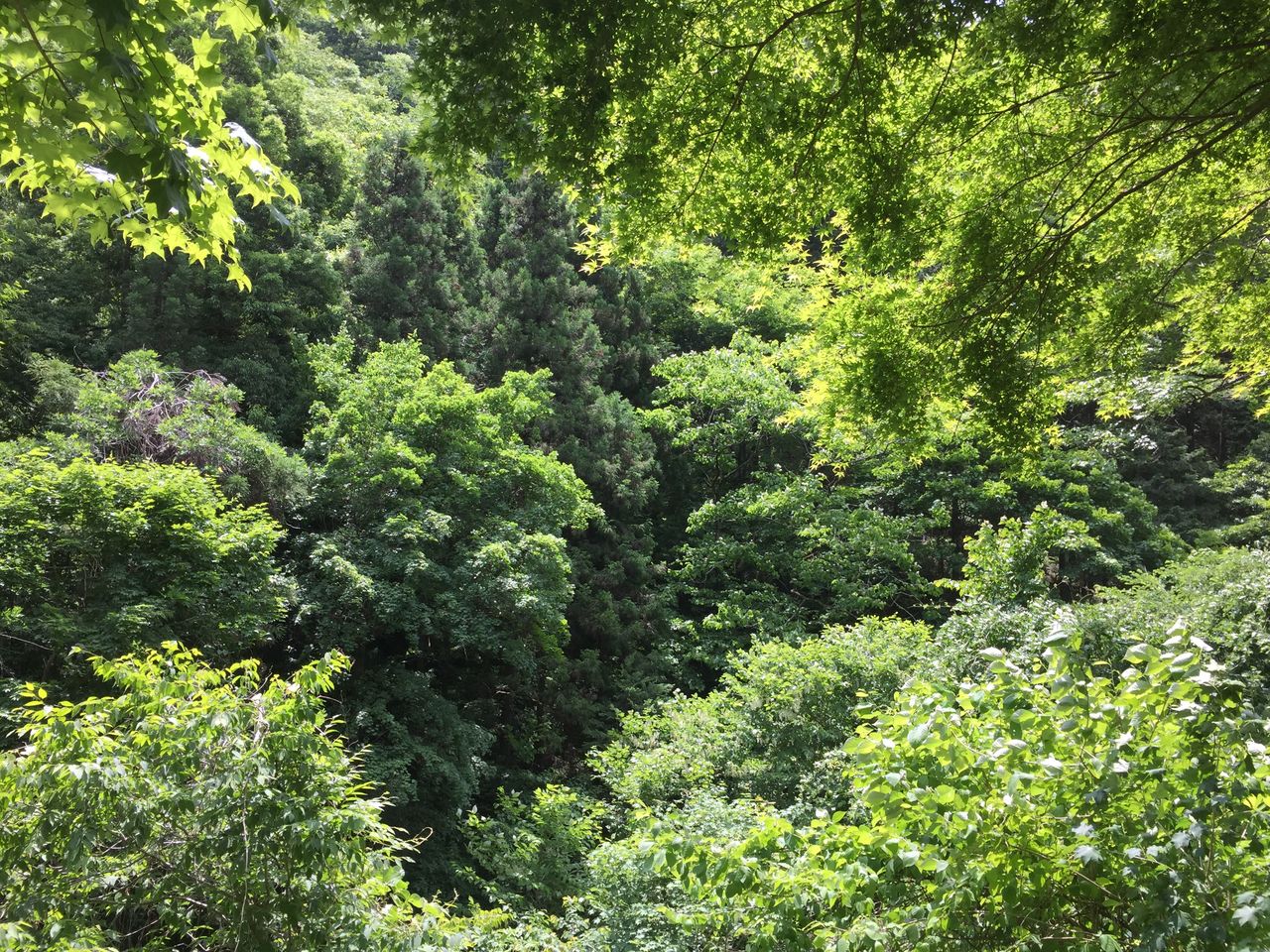 IMG_1071
