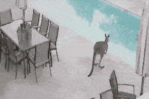kangaroo2
