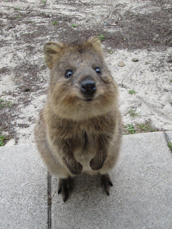 オーストラリアで一番可愛い動物 それはクアッカワラビー