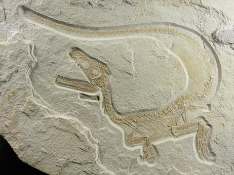 o04620346new-species-feathered-dinos