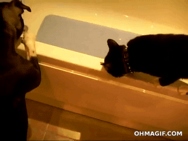 ohmygif