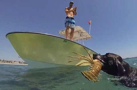 Labrador-lobster (5)