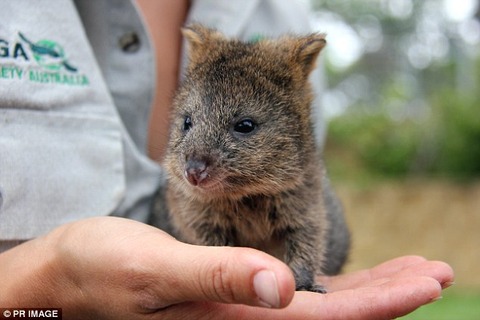 2390679F00000578-0-image-2_1417213961311