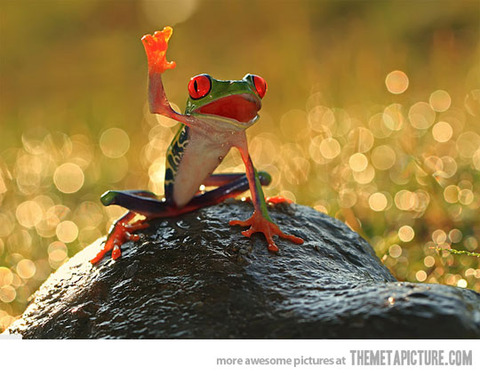funny-frog-happy-hi
