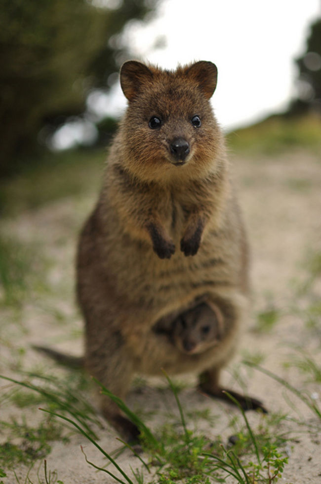 オーストラリアで一番可愛い動物 それはクアッカワラビー