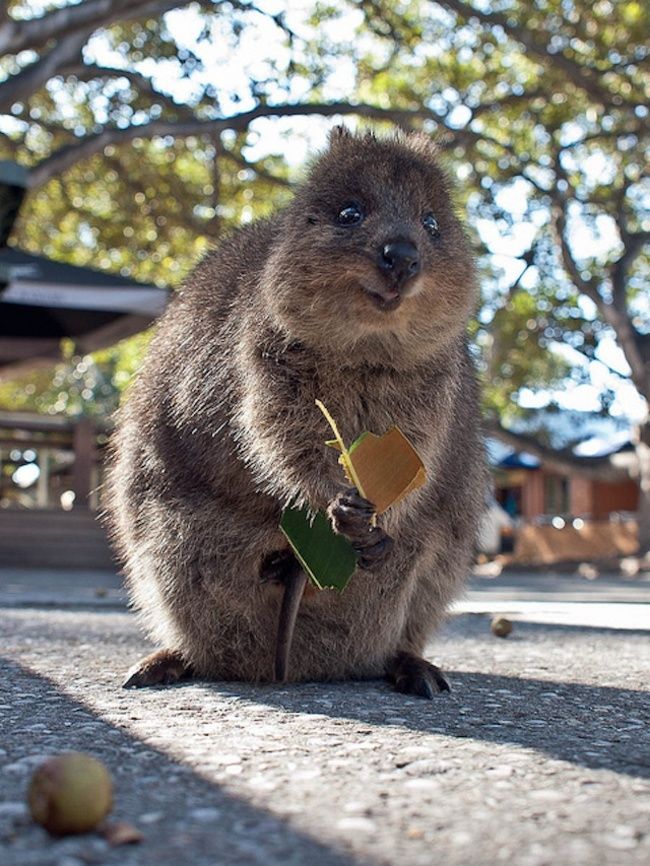 オーストラリアで一番可愛い動物 それはクアッカワラビー