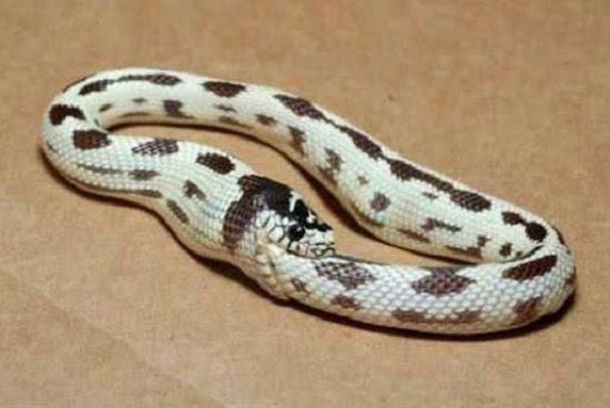 動物 リアルな蛇のウロボロスの写真が撮影される