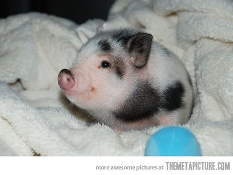 funny-piglet-tiny-pig-cute