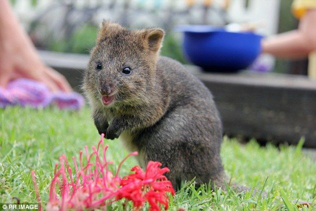 動物 生後6ヵ月のクアッカワラビーの子供が可愛すぎて萌え死ぬ人続出 オーストラリア シドニー タロンガ動物園