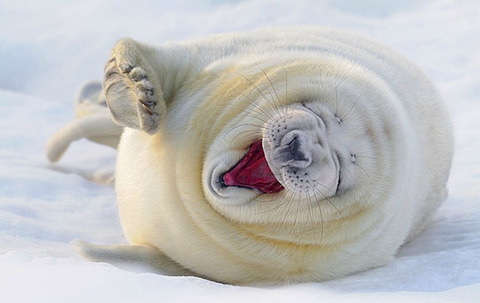 funny-arctic-harp-seal-laughing
