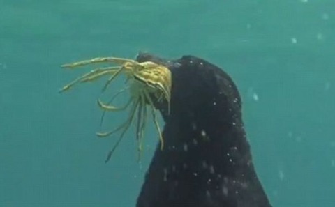 Labrador-lobster (4)