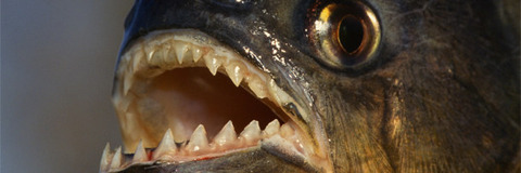 enhanced-29170-1408465144-14