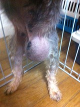 2012119シュナ脱腸