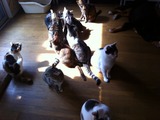 20111015日だまりの猫達