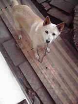 リラちゃん