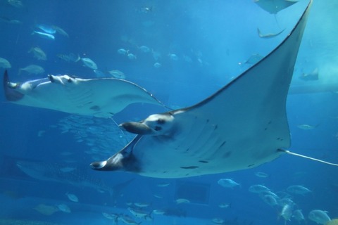 manta