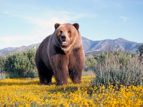 kuma