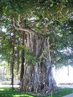 BANYAN TREE-�Х˥���ĥ꡼