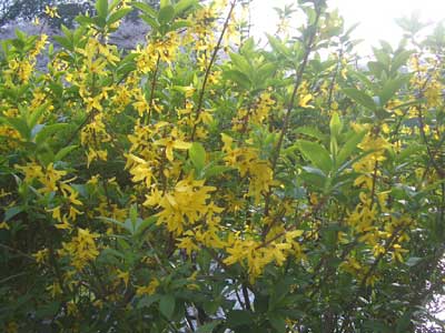 千鳥が淵