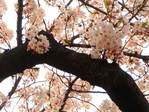桜2005