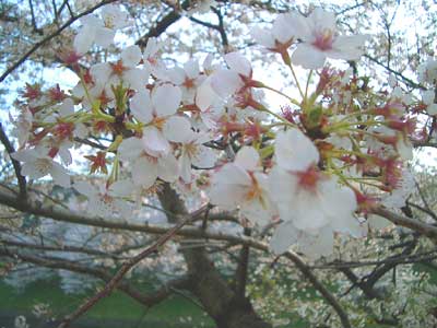 染井吉野