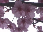 陽光