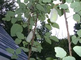365ec425.jpg