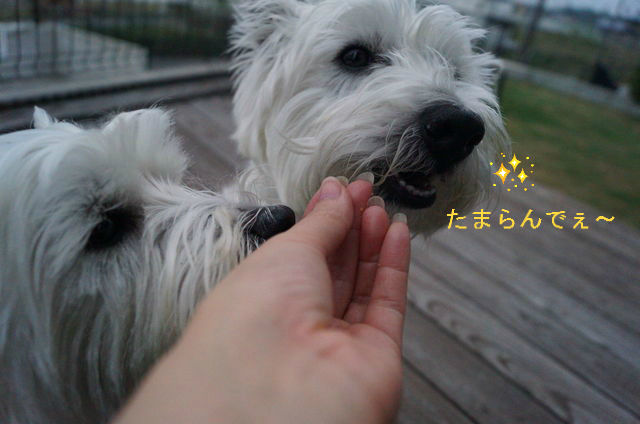 BlogPaint