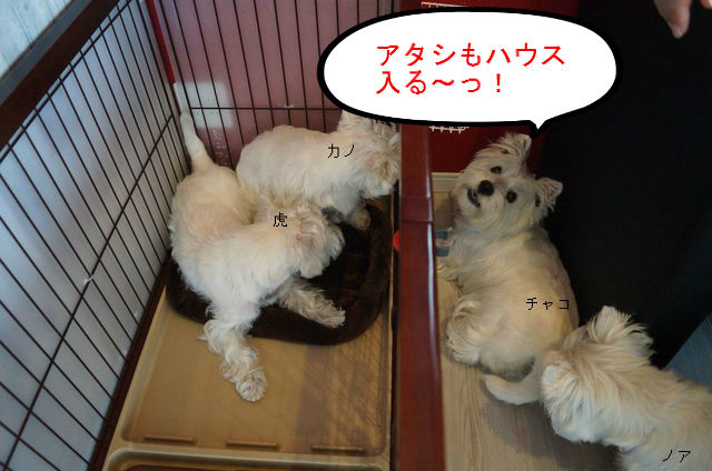 BlogPaint